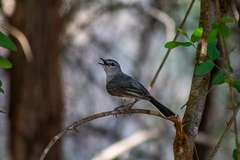 Grey Tit-Flycatcher photo 5