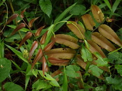 Stenochlaena palustris