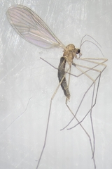 Paracladura trichoptera