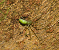 Tetragnatha tantalus