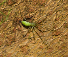 Tetragnatha tantalus