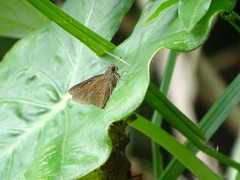 Caltoris cahira austeni