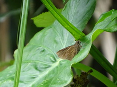 Caltoris cahira austeni