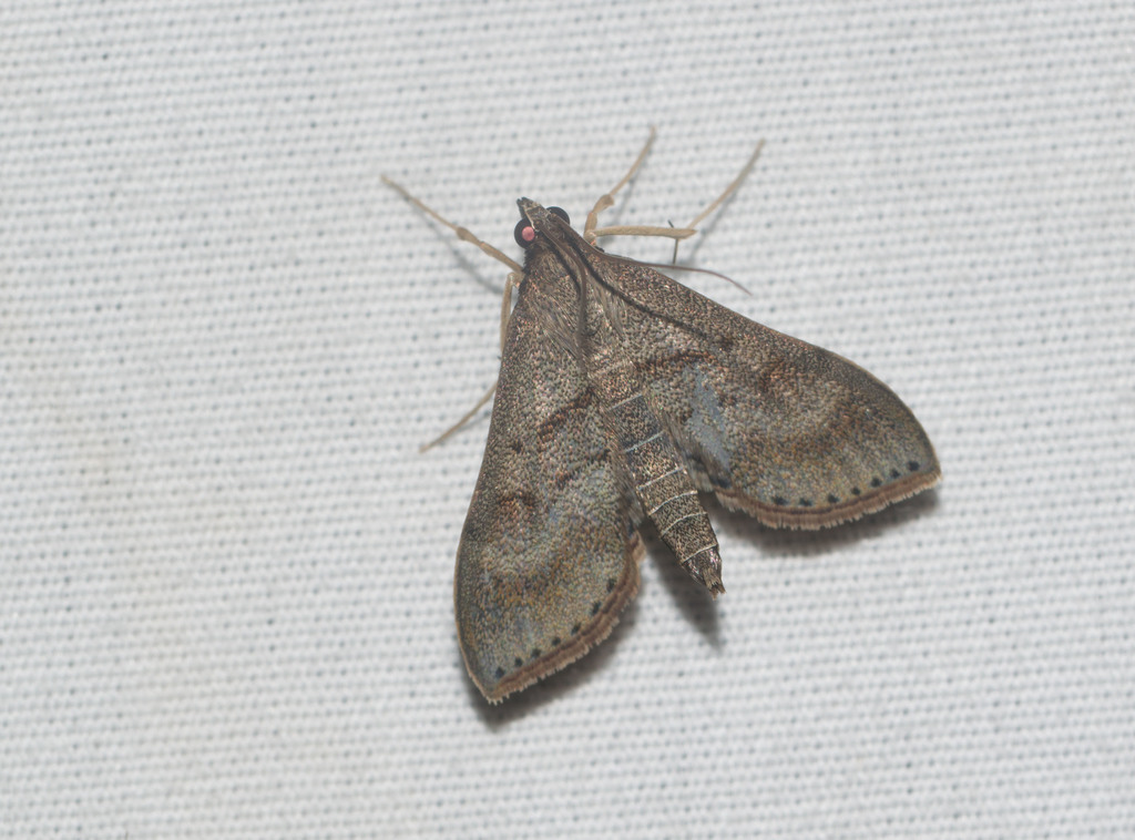 Omiodes localis