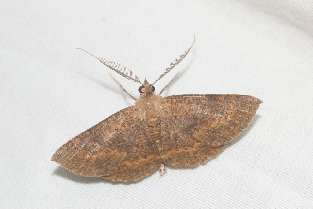 Scotorythra corticea