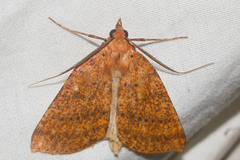 Scotorythra epixantha
