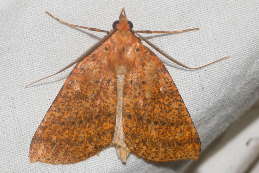 Scotorythra epixantha