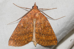 Scotorythra epixantha