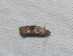 Spheterista infaustana
