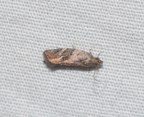 Spheterista urerana, 2021-11-26