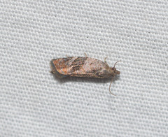 Spheterista infaustana