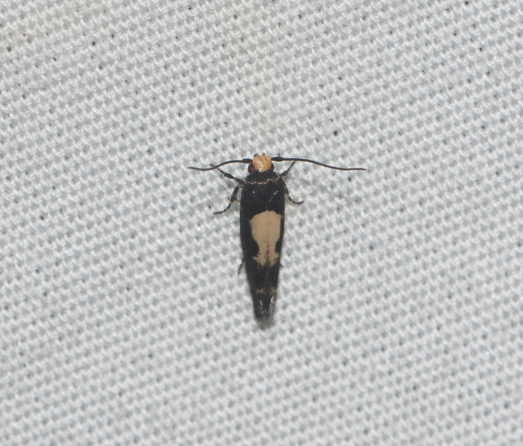 Hyposmocoma triptila