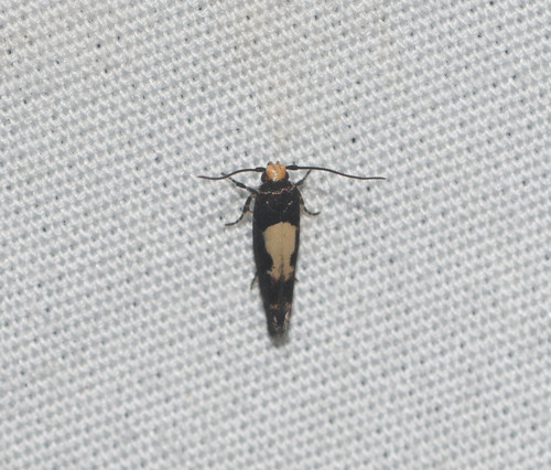Hyposmocoma triptila