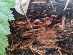 Xeromphalina brunneola