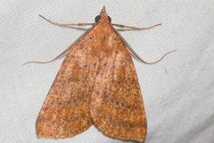 Scotorythra epixantha