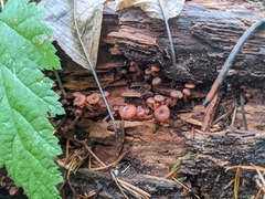 Xeromphalina brunneola