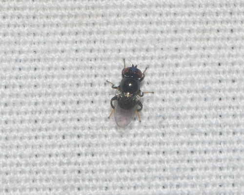 Fly
