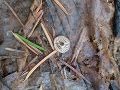 Xeromphalina brunneola