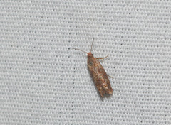 Cydia rufipennis