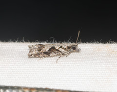 Eccoptocera foetorivorans