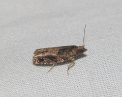 Crocidosema marcidellum