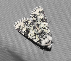 Heliothis melanoleuca