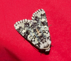Heliothis melanoleuca