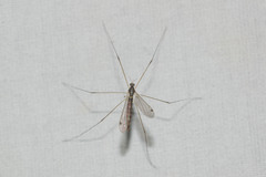 Dicranomyia jacobus