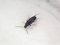 Nothotelus nigellus