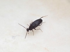 Nothotelus nigellus