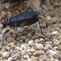 Meloimorpha japonica