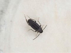 Nothotelus nigellus