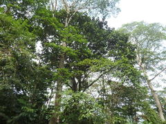 Artocarpus elasticus