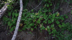 Pelargonium odoratissimum