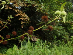Hyptis capitata