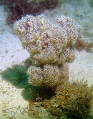 Dendronephthya australis