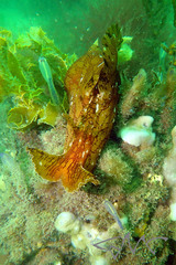 Aplysia extraordinaria