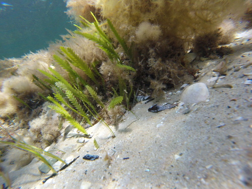 Image of Caulerpa scalpelliformis by (c) Tim, some rights reserved (CC BY-SA)