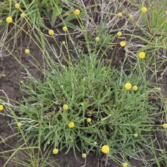 Pycnosorus chrysanthus