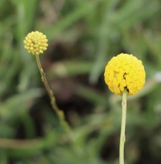 Pycnosorus chrysanthus