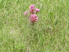 Castilleja purpurea