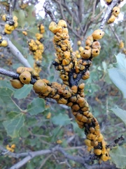 Cerococcus quercus