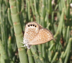 Brephidium pseudofea