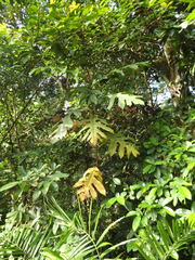 Artocarpus elasticus