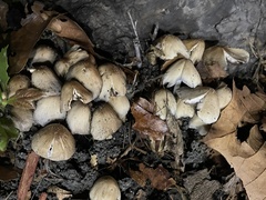 Coprinellus micaceus
