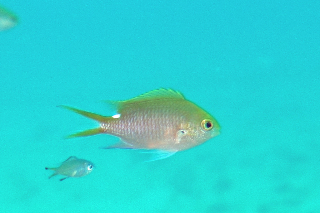 Sahul Chromis