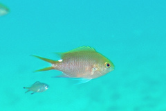 Chromis sahulensis