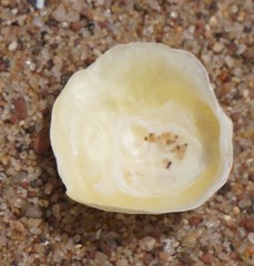 Anomia simplex image