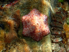 Meridiastra medius