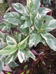 Pseuderanthemum carruthersii